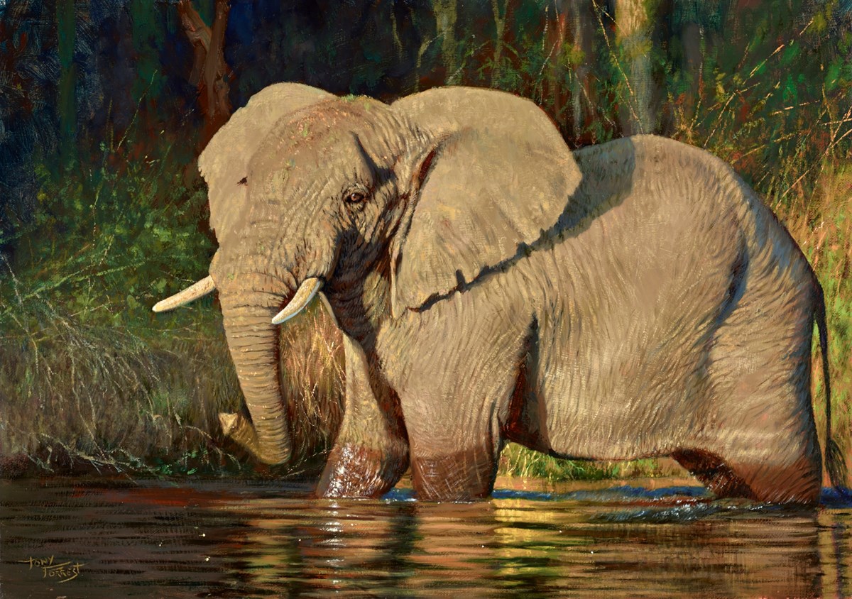 Elephant on Zambian River